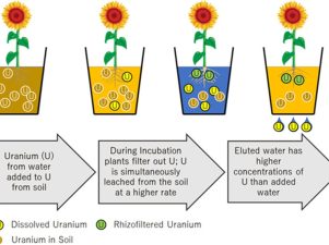 Collaborative Study on Navajo Nation Reveals Challenges and Insights in Combating Mining Contamination